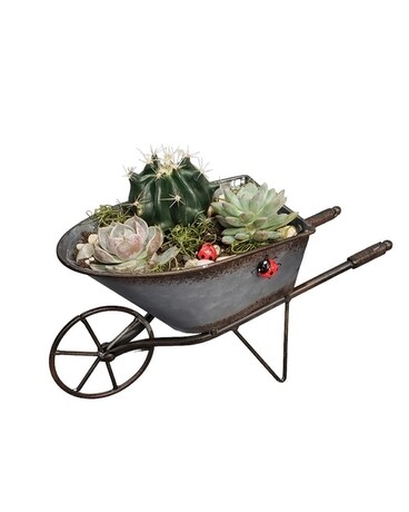Wheelbarrow Succulent Garden Plant