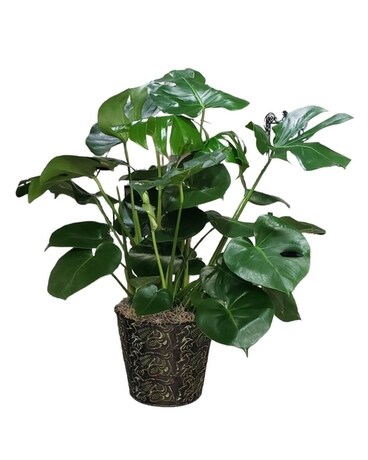 Monstera Deliciosa Plant