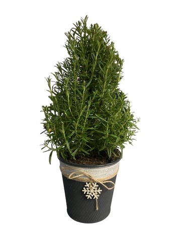 Rosemary in Planter Plant