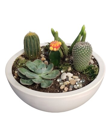 Succulent Garden 12