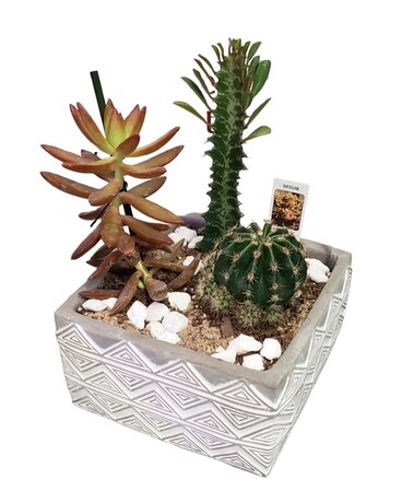 Square Succulent Garden Plant