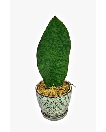 Whale Fin Sansevieria Plant