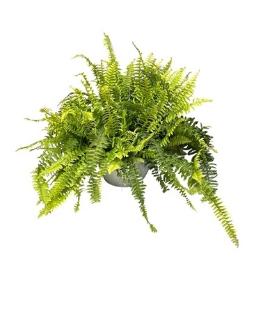 Boston Fern Plant