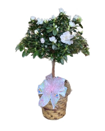 Topiary Azalea Tree Plant