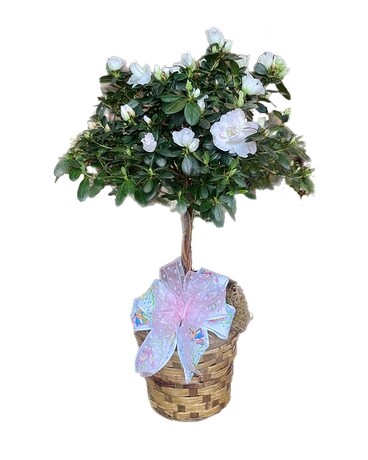 Topiary Azalea Tree Plant