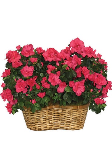 Azalea Peanut Basket Flower Arrangement