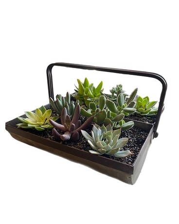 Succulent Sampler Plant