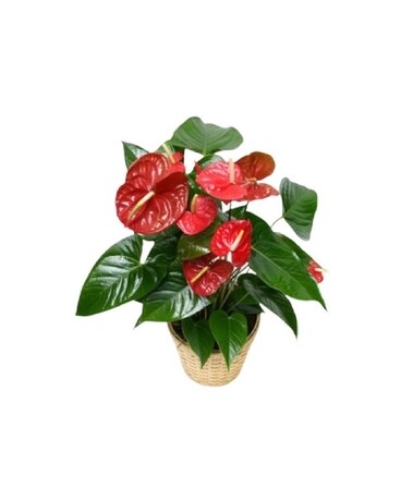 Anthurium Plant