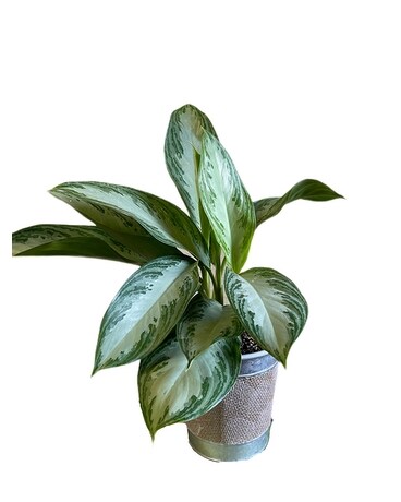 Silver Bay Chinese Evergreen Plant