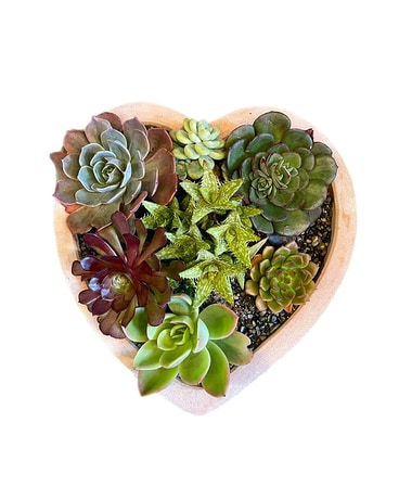 Sweet Succulent Garden Plant