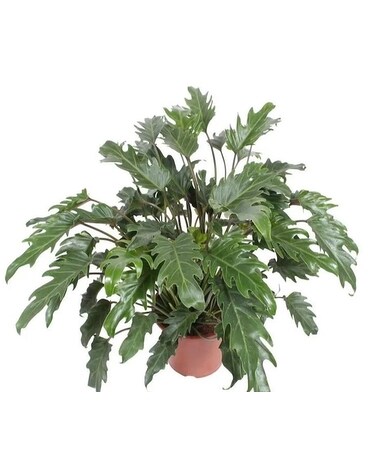 Danadu Philodendron Plant