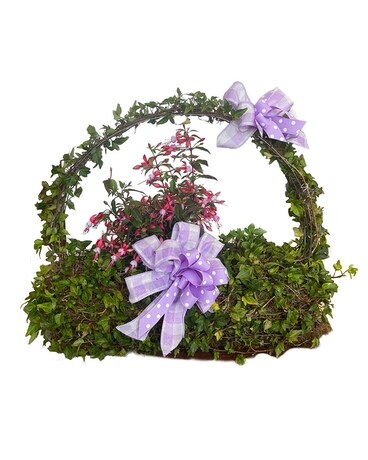 Begonia Ivy Basket Plant