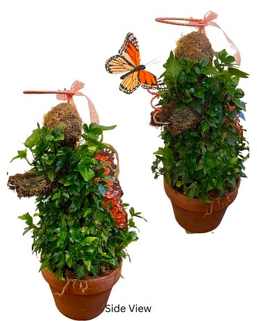 Budding Butterfly Topiary Plant
