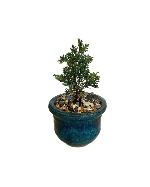 bambus winterhart 150 cm Kaufen Sie jetzt Staude Bambus Phyllostachys schwarz - Winterhart