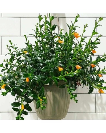 Goldfish hanging plant Plant