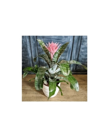 Pink Bromeliad Plant