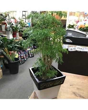 Rich looking Ming Fern plant Plant