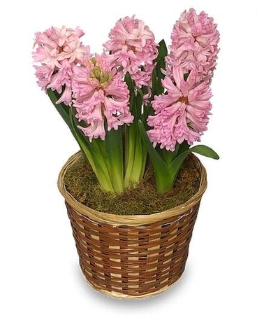 Hyacinth plant in basket (various color) Plant