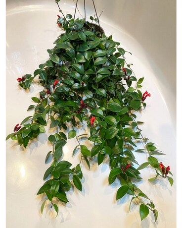 Lipstick hanging plant Plant