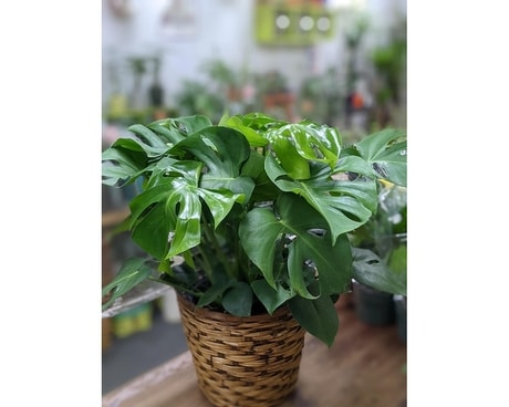 Large Monstera  Plant in Basket Plant