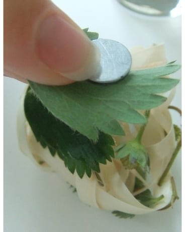 MAGNET FOR EASE Boutonniere
