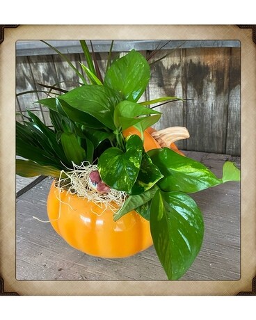 Pumpkin Spice Dishgarden Flower Arrangement