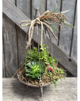 Succulent Cage Plant