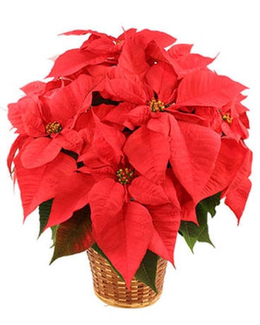 Red Poinsettia Plant