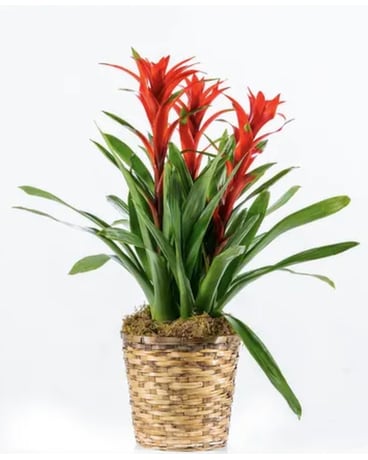 Triple Bromeliad Plant