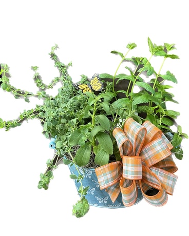 Herbs for Mom Plant