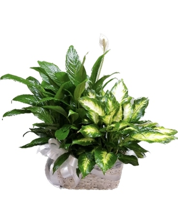 Double Plant Basket Plant