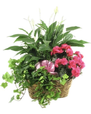 Triple Plant Basket Plant