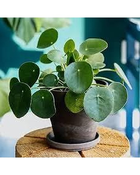 Chinese Money Plant small in Clifton Springs NY - Flowers by Sandy