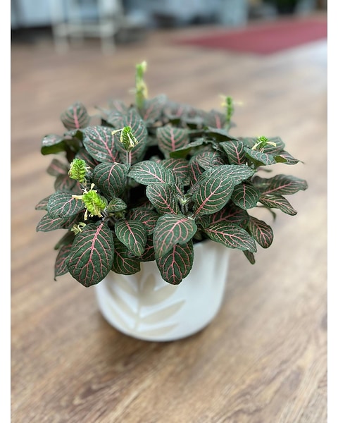 green velvet boxwood plants GREEN VELVET BOXWOOD – Orange Garden Center main image 1