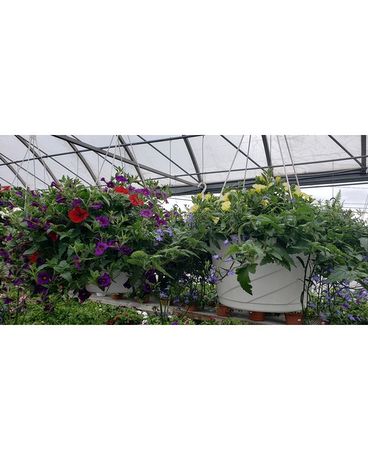 HANGING COMBO BASKETS 10 Custom product