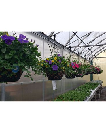 HANGING COMBO BASKETS 12