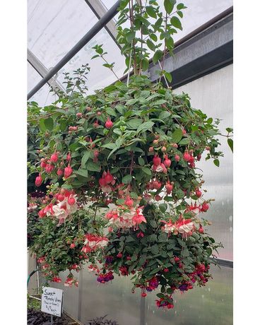 HANGING FUCHSIA BASKET Custom product