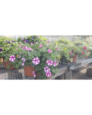 PATIO COMBO POTS 10 Custom product