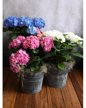 Sweet Hydrangea Flower Arrangement