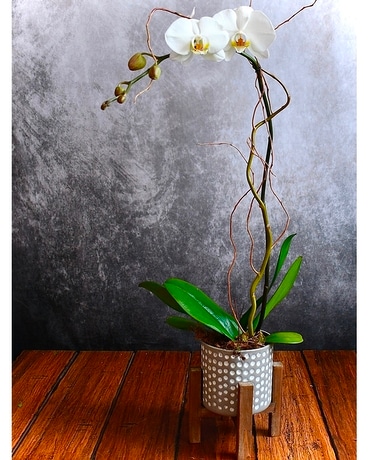 White Phalaenopsis Orchid Plant