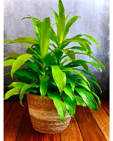 Limelight Dracaena Dish Garden Plant