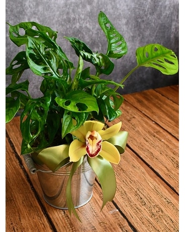 Perfect Swiss Cheese Plant Plant