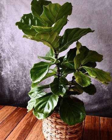 Fiddle Leaf Fig Tree Plant
