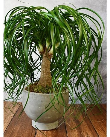 Large Ponytail Palm Flower Arrangement