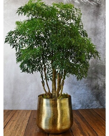 Ming Arelia Plant