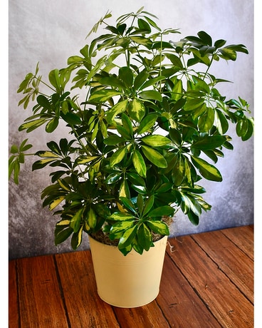 Schefflera “Umbrella Tree” Flower Arrangement
