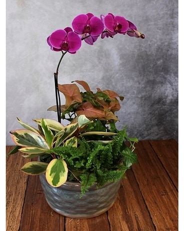 Orchid Planter Flower Arrangement