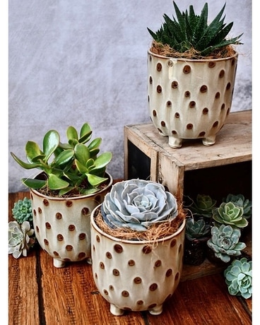 trio succulent Flower Arrangement