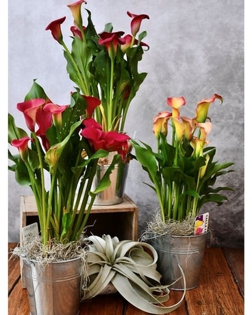 Calla Flower Arrangement