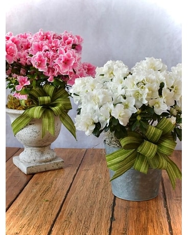 Blooming Azalea Flower Arrangement